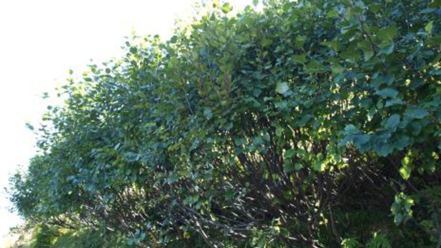 Hedge with green alder. Click leads to enlarged view