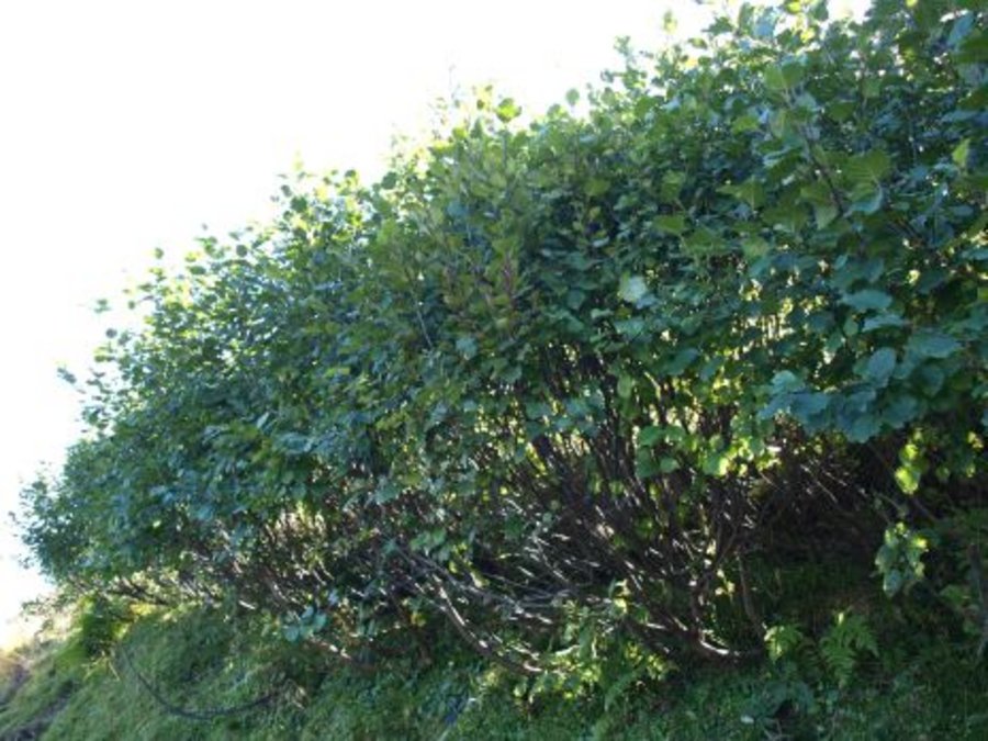 Hecke mit Grün-Erlen. Mausklick führt zu einer vergrößerten Ansicht.