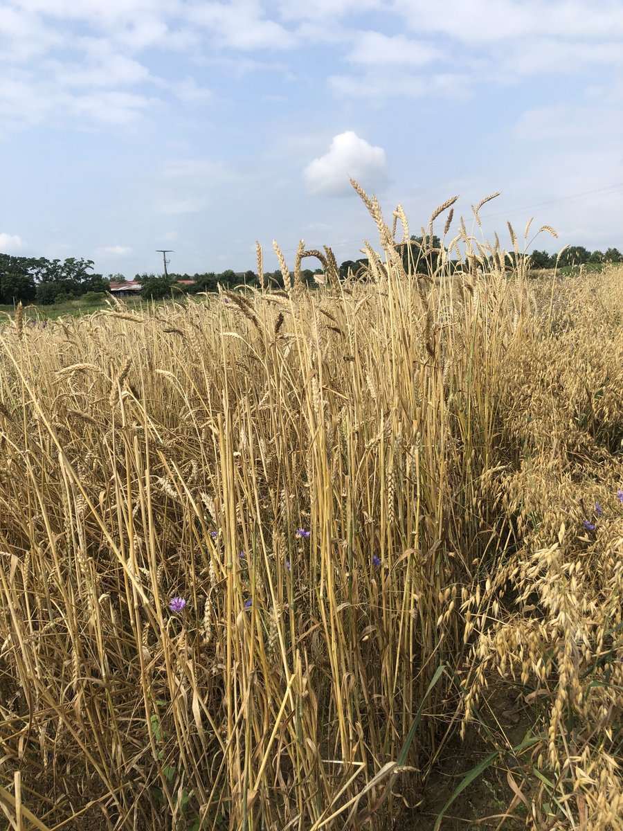 Weizenähren auf einem Feld