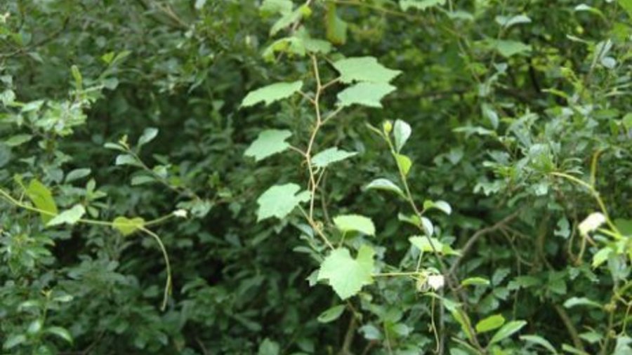 Wild grapevine in the forest on the island of Ketsch. Mouse click leads to enlarged view.