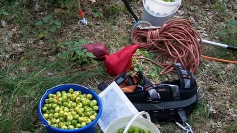 Auf dem Waldboden stehen Eimer gefüllt mit Wild-Apfeln zwischen den Erntegerätschaften. Mausklick führt zur vergrößerten Ansicht.