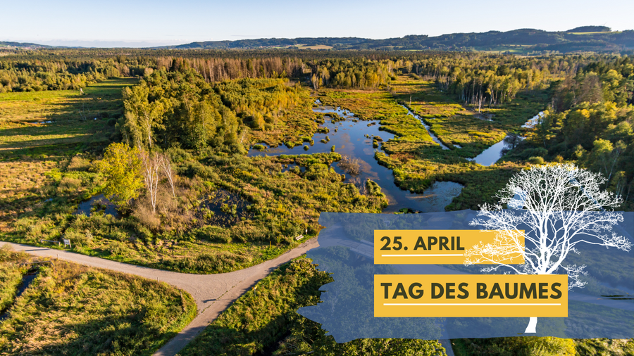 Das Foto zeigt eine Luftbildaufnahme der Moorlandschaft im Pfrunger-Burgweiler Ried. Im Vordergrund ist ein Infokasten mit der Zeichnung eines Baumes abgebildet. Im Kasten ist zu lesen: 25 April Tag des Baumes.