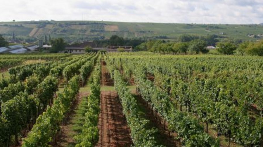 A field with several rows of old vines. Click leads to enlarged view.