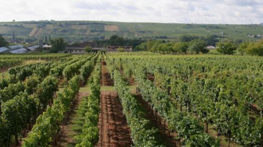 Ein Feld mit mehreren Reihen alter Rebstöcke. Mausklick führt zur vergrößerten Ansicht.