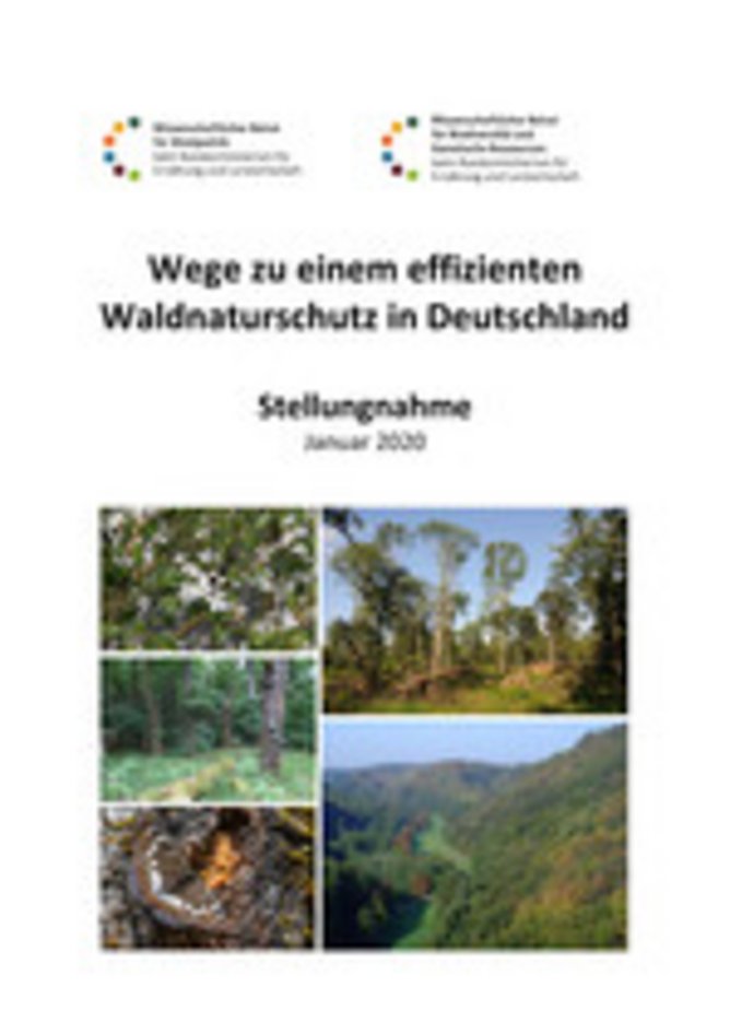 Titelseite Stellungnahme Effizienter Waldnaturschutz - Erfolgsorientiert statt flächenorientiert