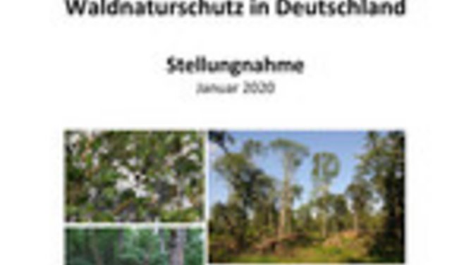 Titelseite Stellungnahme Effizienter Waldnaturschutz - Erfolgsorientiert statt flächenorientiert