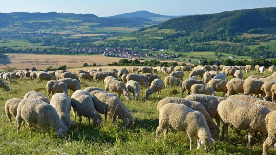 Schafherde steht auf Wiese mit schönem Bergpanorama im Hintergrund.