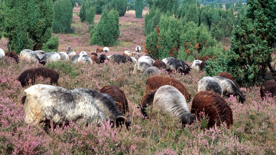 Landschaftspflege von Heidschnucken in der Lüneburger Heide.
