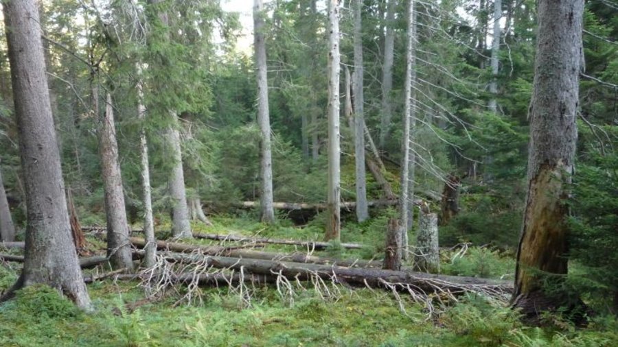 Man sieht Bäume im Wettersteinwald.