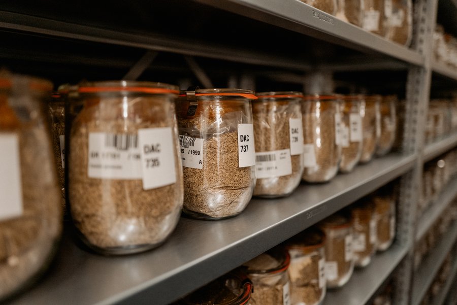 Unterschiedliche Sorten an Körnern in der Genbank Gatersleben.