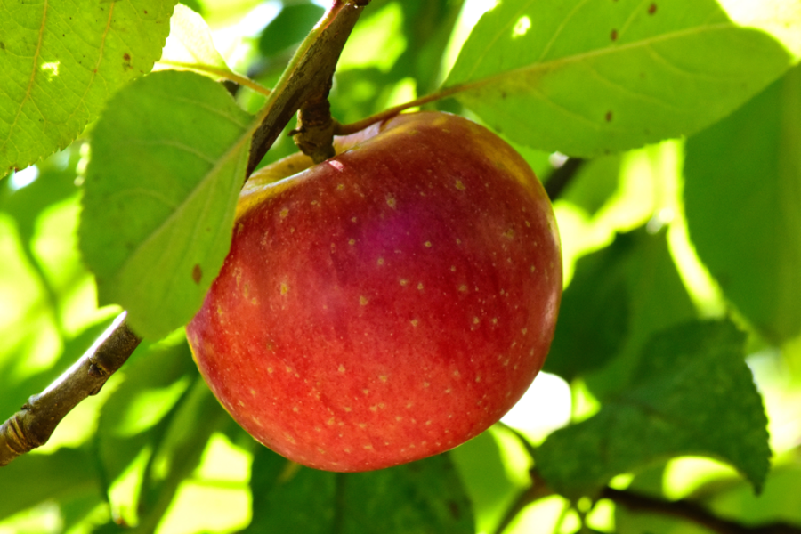 Ein roter Apfel hängt an einem Ast. Im Bildhintergrund befinden sich grüne Blätter.