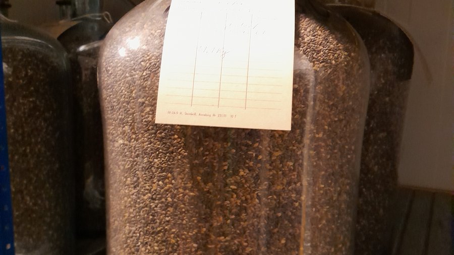 Kiefernsamen im Glas