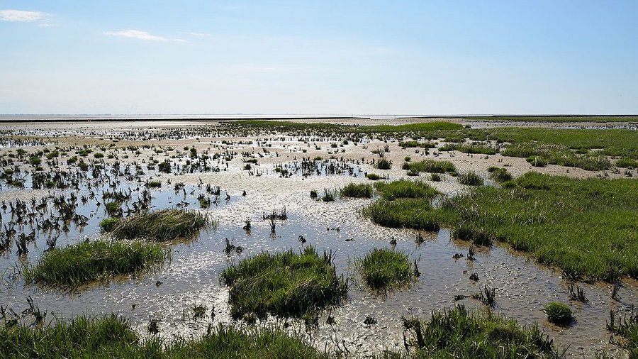 Eine Feuchtwiesenlandschaft im Biosphärengebiet Schleswig-Holsteinisches Wattenmeer