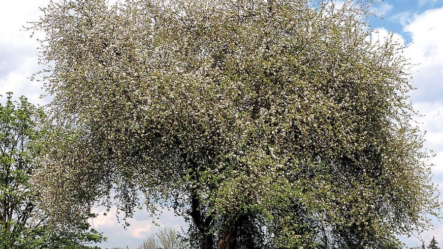 Wild-Apfelbaum in Blüte auf einer Wiese. Mausklick führt zu einer vergrößerten Ansicht