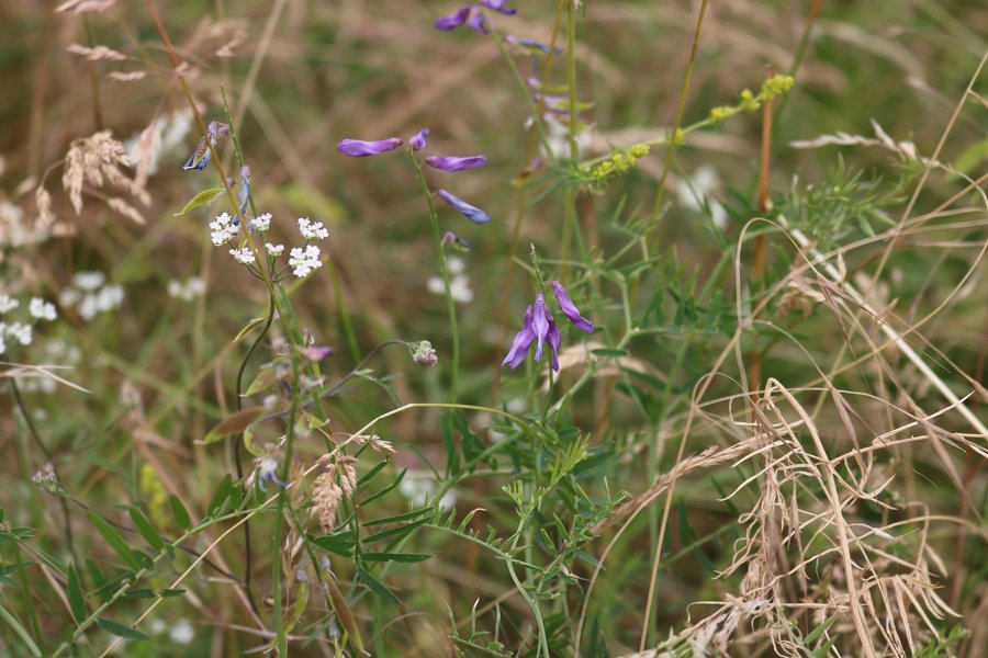 Lila Blüten der Vogelwicke vor Gräsern in einer Wiese.