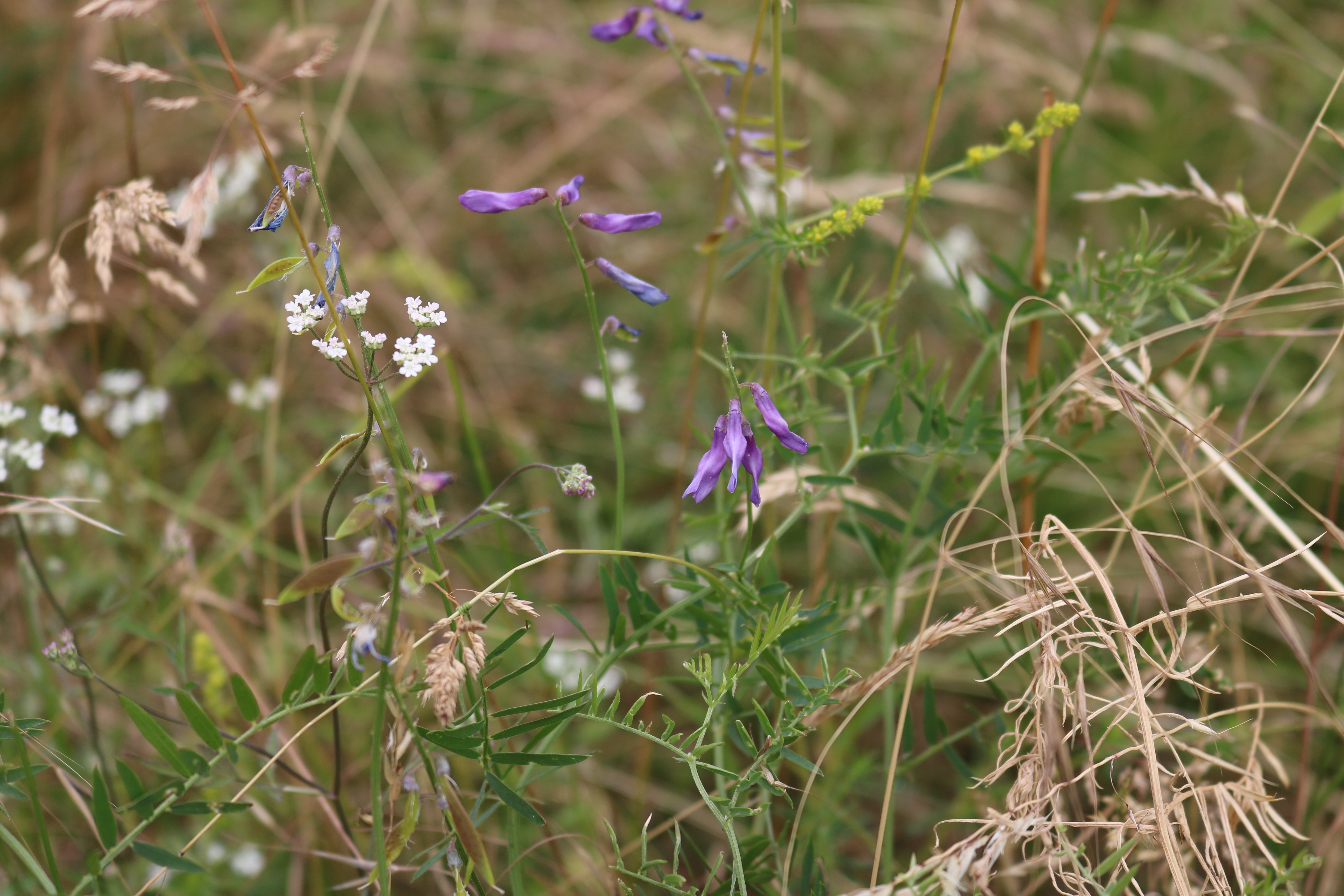 Purple flowers in front of a grass area