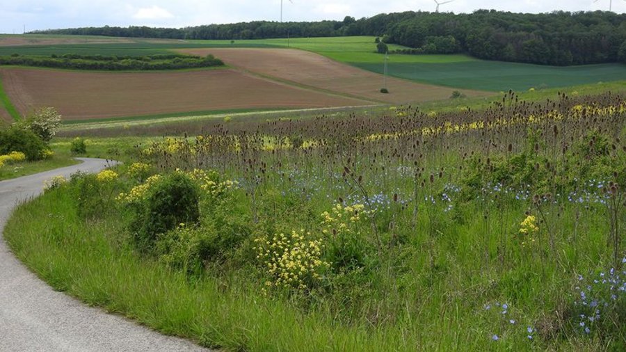 Blütenreiche Wiese