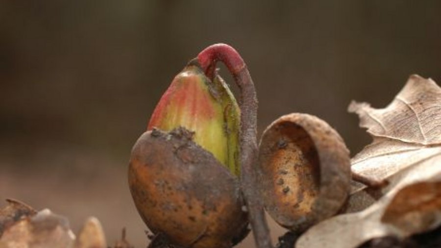 Seedling of an oak tree.  Click leads to enlarged view