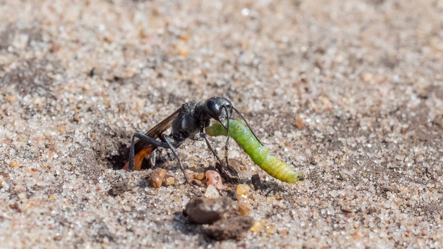 Sand wasp pulls larva into its hole