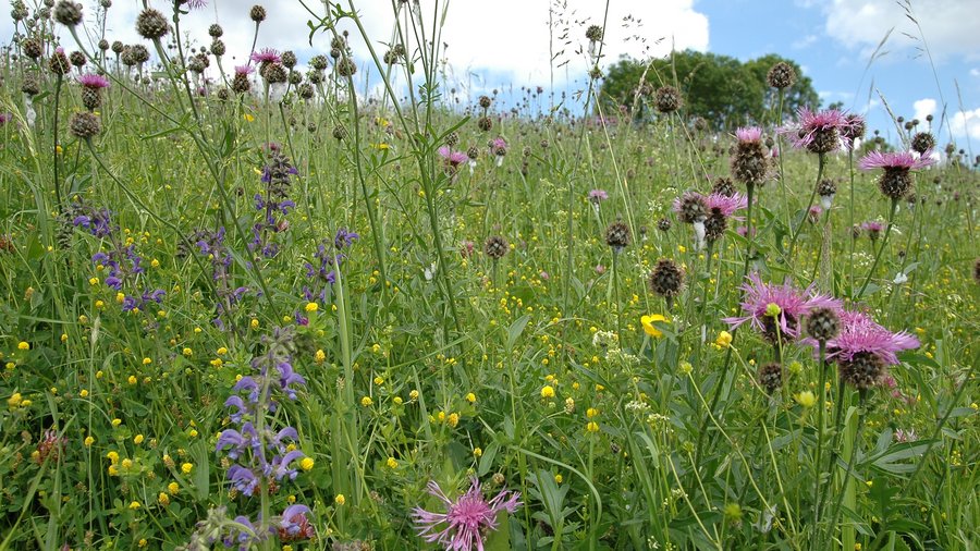 Viele verschiedene Blumen und Kräuter sind Anzeichen für artenreiche Wiesen. 
