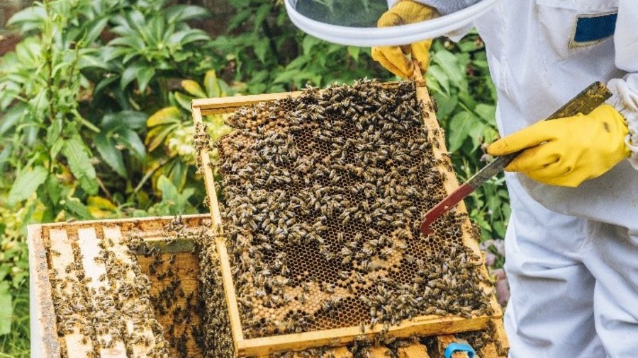 Imker steht vor Wabenbrett mit Honigbienen. Mausklick führt zur vergrößerten Ansicht