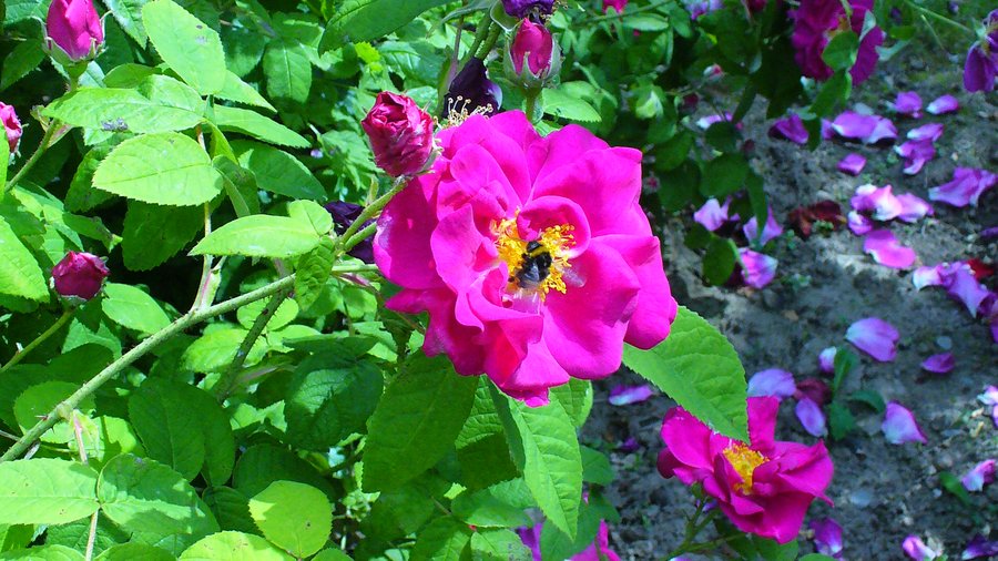 Eine Hummel sitzt auf einer offenen Rosenblüte.