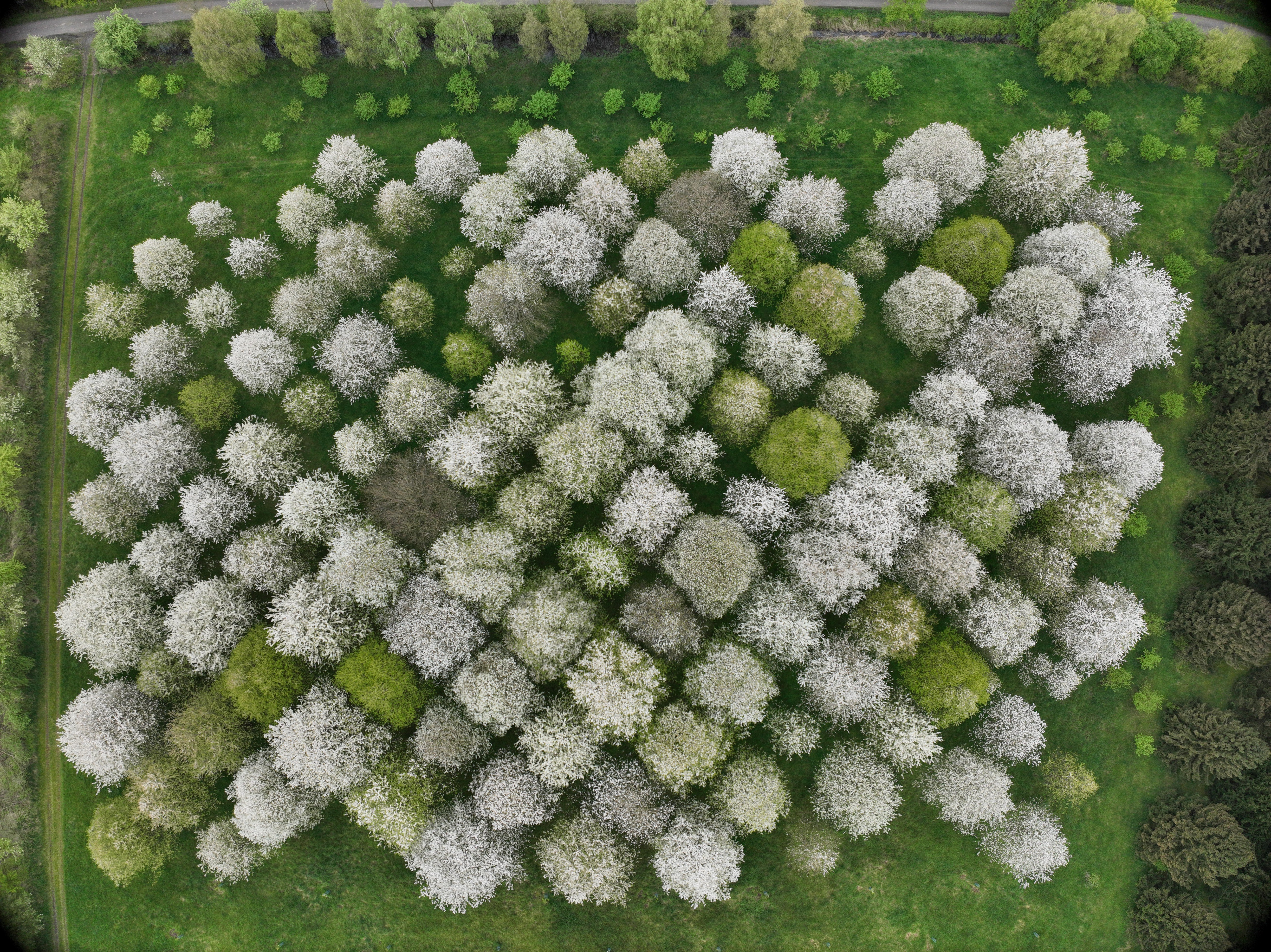 Das Bild zeigt blühende Vogelkirschen in einer Samenplantage aus der Vogelperspektive.