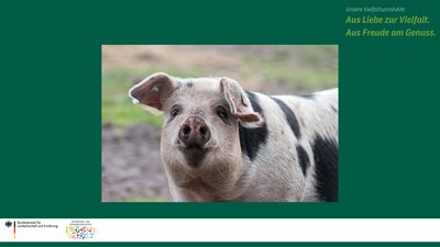 Das Bild zeigt das Bunte Bentheimer Schwein. Es ist hell mit schwarzen Flecken.