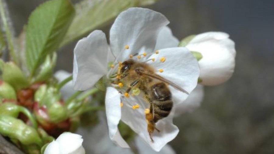 Biene auf weißer Blüte