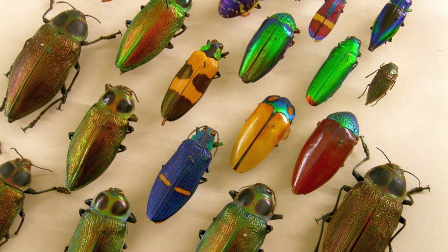 Beetle diversity in the Natural History Museum. Mouse click leads to enlarged view 