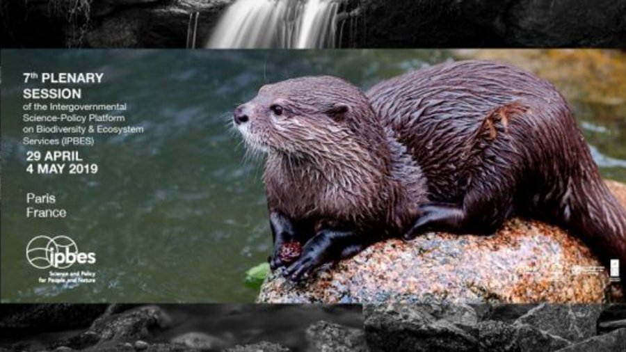 Otter auf Stein