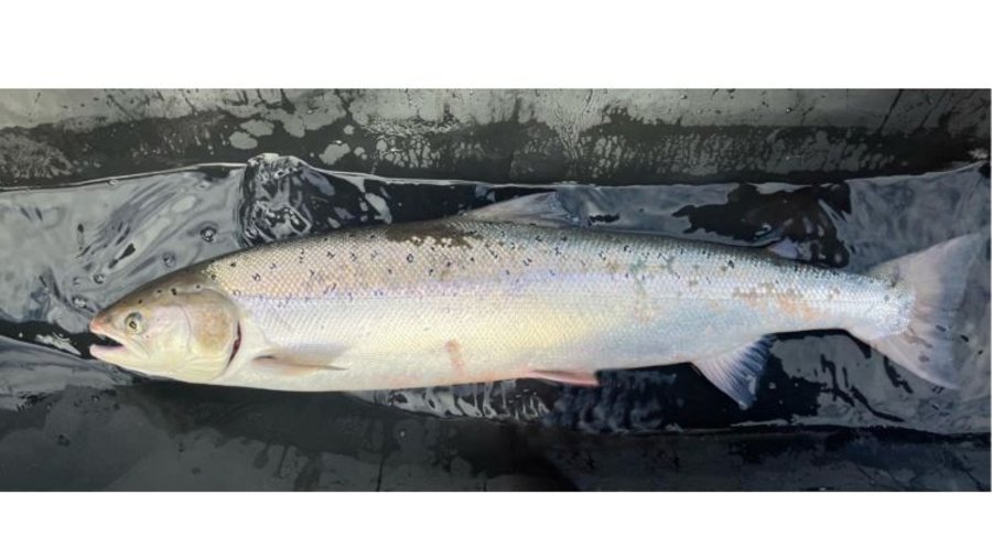 Das Fotos zeigt einen gefangenen Lachs