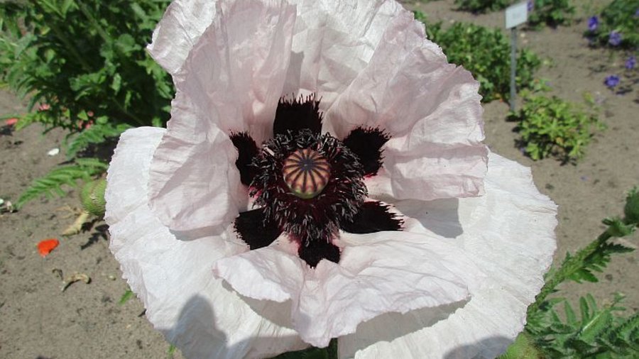 Hell-lila Mohnblüte. Mausklick führt zur vergrößerten Ansicht.