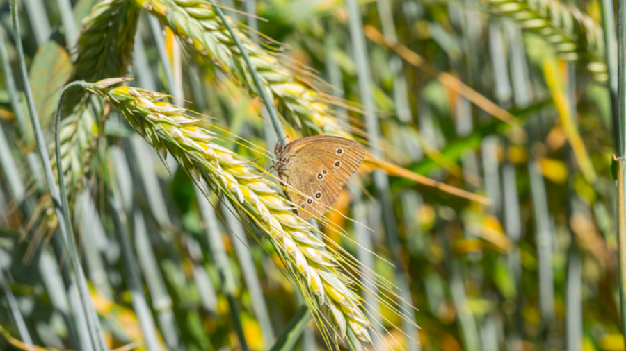 Schmetterling an Getreideähre (Mausklick vergrößert das Bild)