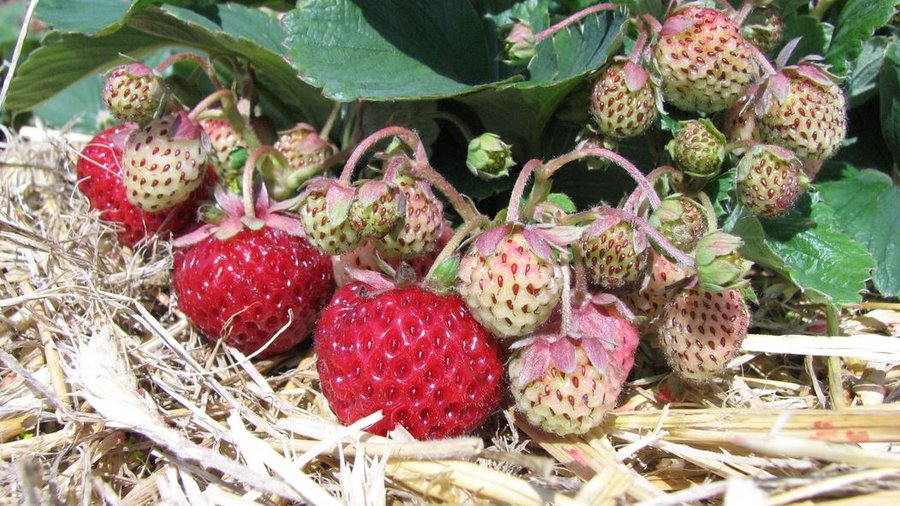 Das Bild zeigt Erdbeeren der sorte "Mieze Schindler".