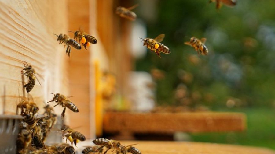 Honigbienen fliegen vor Stockeingang von der Seite