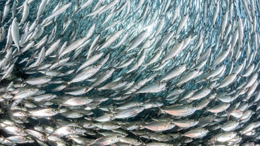 Fischschwarm