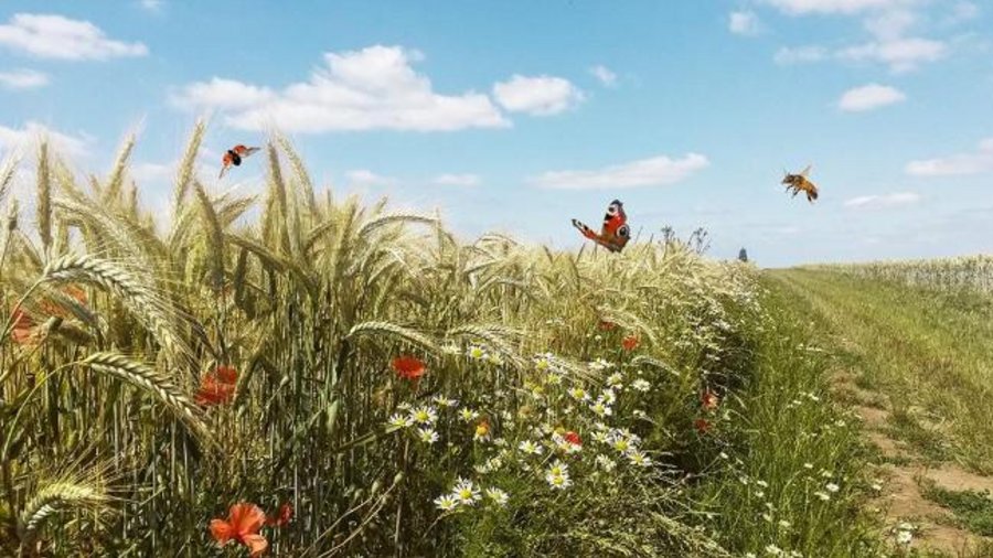 Ein Schmetterling, eine Biene und ein Marienkäfer fliegen über einen bunt blühenden Feldrand