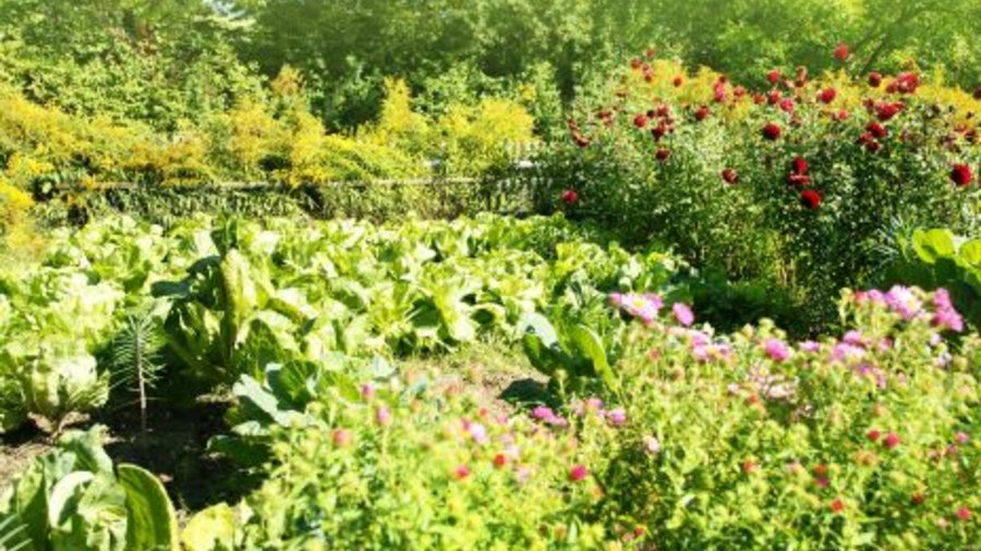 Blick in einen Bauerngarten mit blühenden Blumen und Gemüse. Mausklick führt zur vergrößerten Ansicht