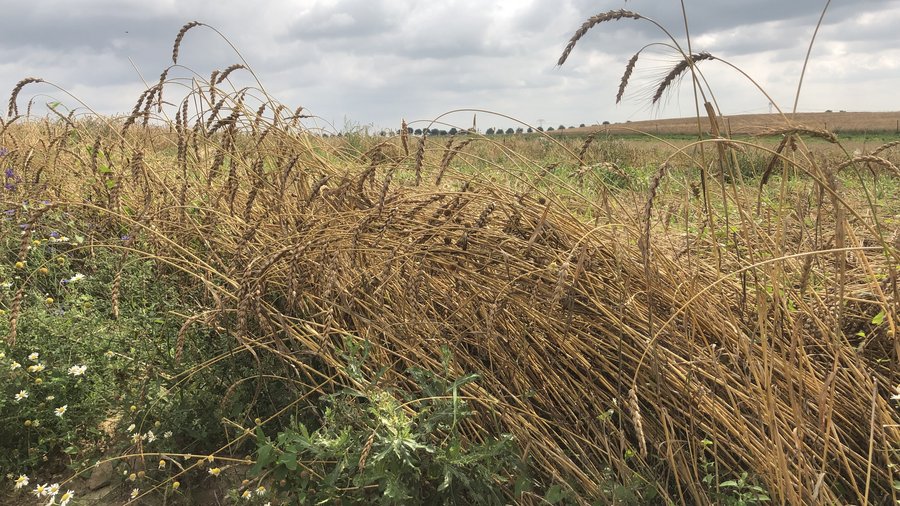 Weizenähren auf einem Feld