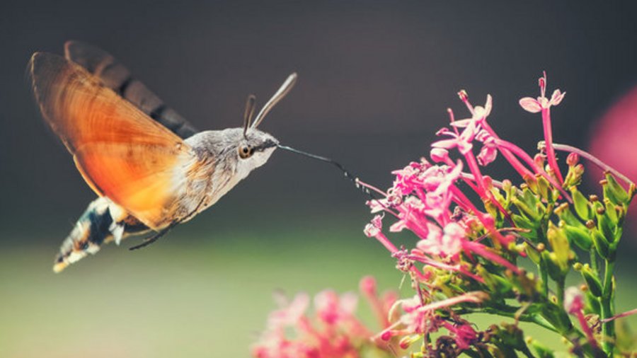 Hawk moth