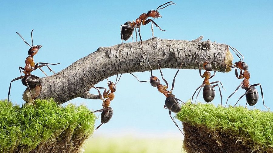 [Translate to Englisch:] Teamwork: Ameisen bauen mit eine Brücke mithilfe von einem Ast. Mausklick führt zur vergrößerten Ansicht.