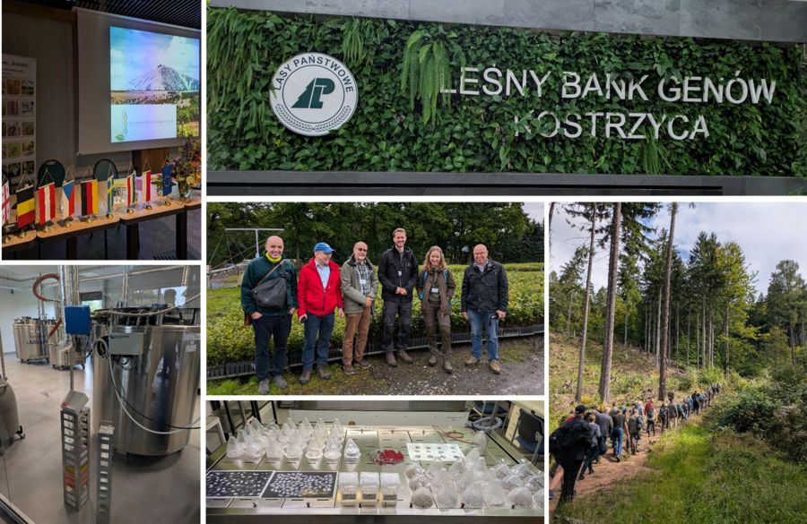 Die Collage besteht aus  6 Bildern, die unterschiedliche Eindrücke von der Konferenz in Polen darstellen (unter anderem den Besuch der Genbank oder eines Forstbezirks).