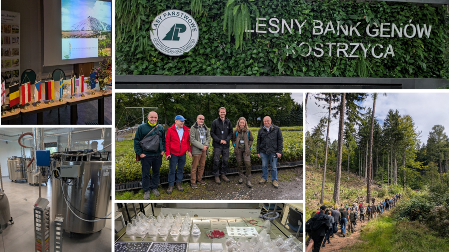 Die Collage besteht aus  6 Bildern, die unterschiedliche Eindrücke von der Konferenz in Polen darstellen (unter anderem den Besuch der Genbank oder eines Forstbezirks).