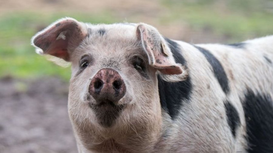 Bentheimer Pig. Click leads to enlarged view.