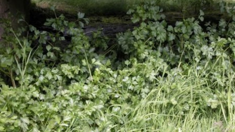 Wildselleriepflanzen in freier Natur. Mausklick führt zu einer vergrößerten Ansicht.