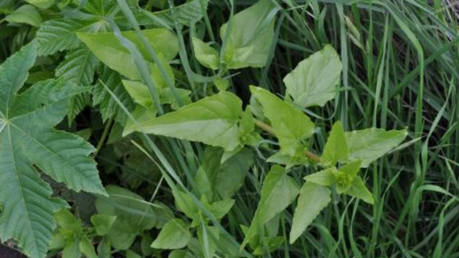 Patellifolia patellaris - Verwandte der Zuckerrübe. Mausklick führt zur vergrößerten Ansicht.