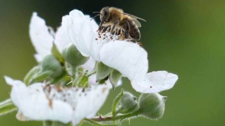 [Translate to Englisch:] Biene auf weißer Blüte