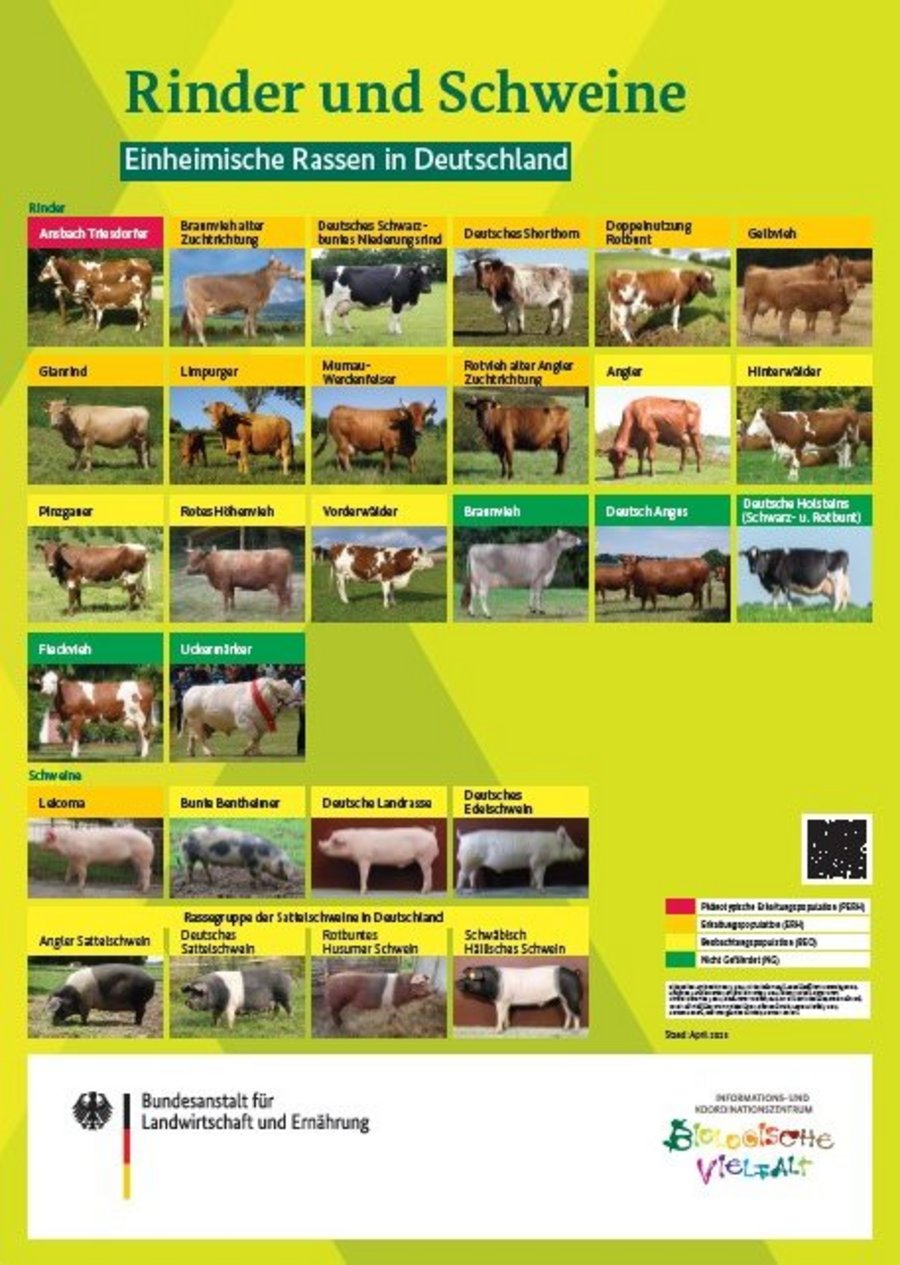 Poster mit Rinder und Schweinen aus der Roten Liste Nutztiere.