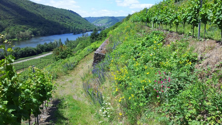 Steilhang mit Weinbau und verschiedenen Pflanzen als Begrünung